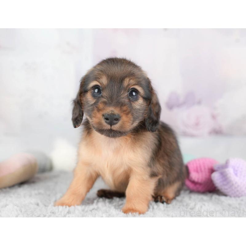 販売中の埼玉県のカニンヘンダックスフンド(ロングヘアード)-446740の3枚目