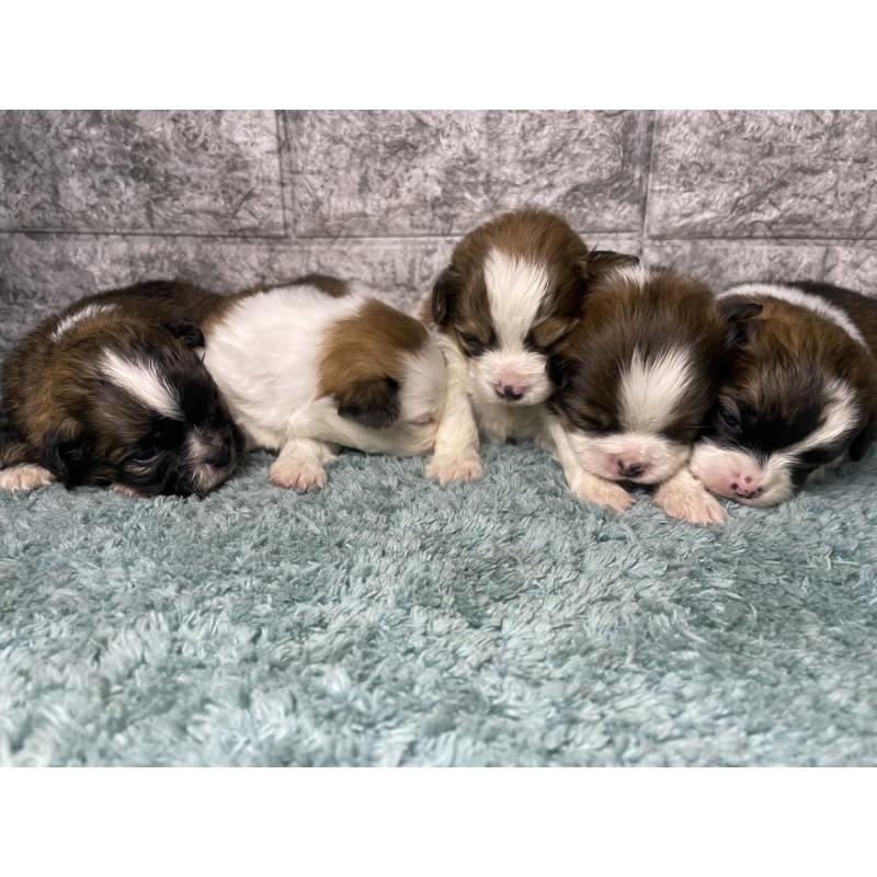 販売中の千葉県のチワズー:チワワ×シーズー-446364の1枚目