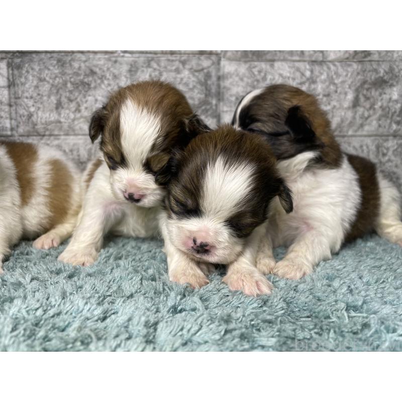 販売中の千葉県のチワズー:チワワ×シーズー-446364の6枚目