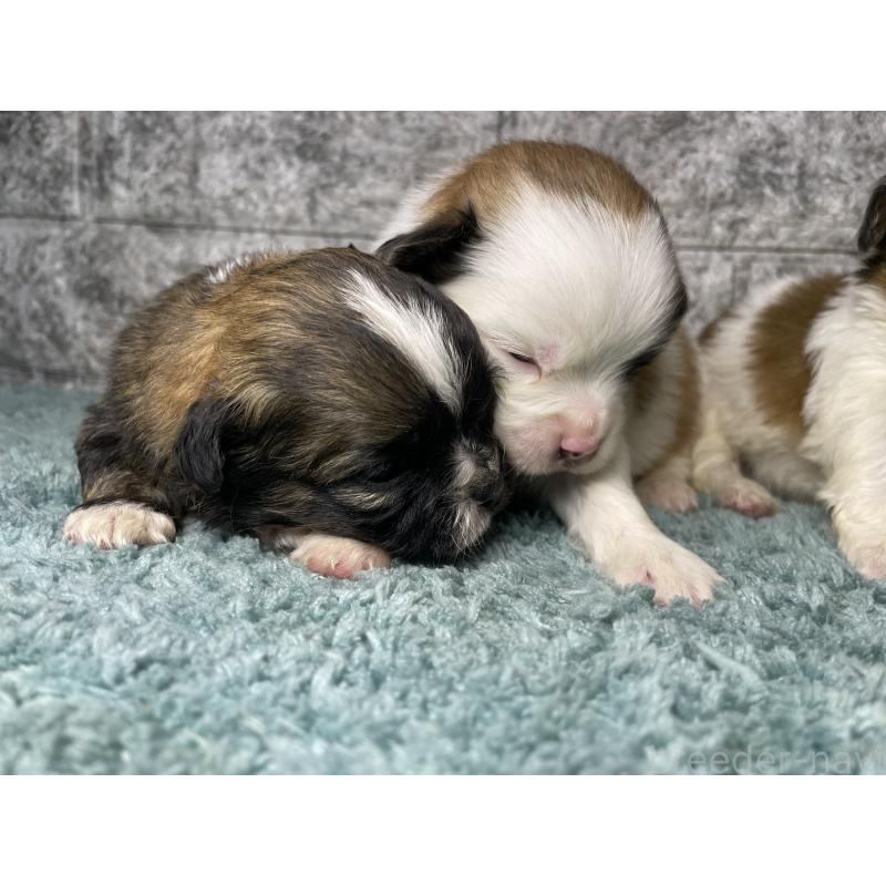 販売中の千葉県のチワズー:チワワ×シーズー-446364の5枚目