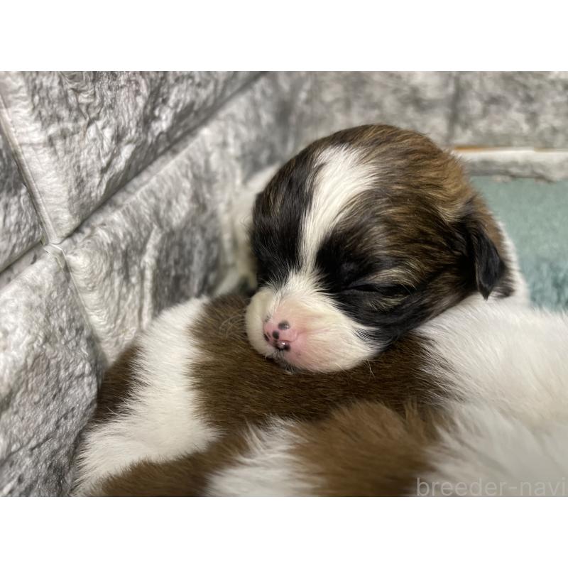 販売中の千葉県のチワズー:チワワ×シーズー-446364の3枚目