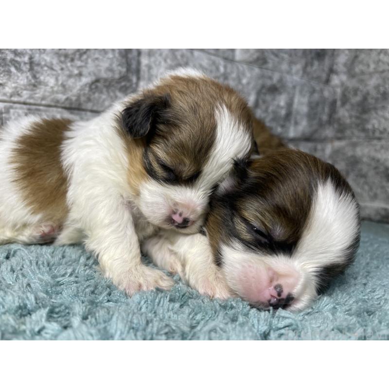 販売中の千葉県のチワズー:チワワ×シーズー-446364の2枚目