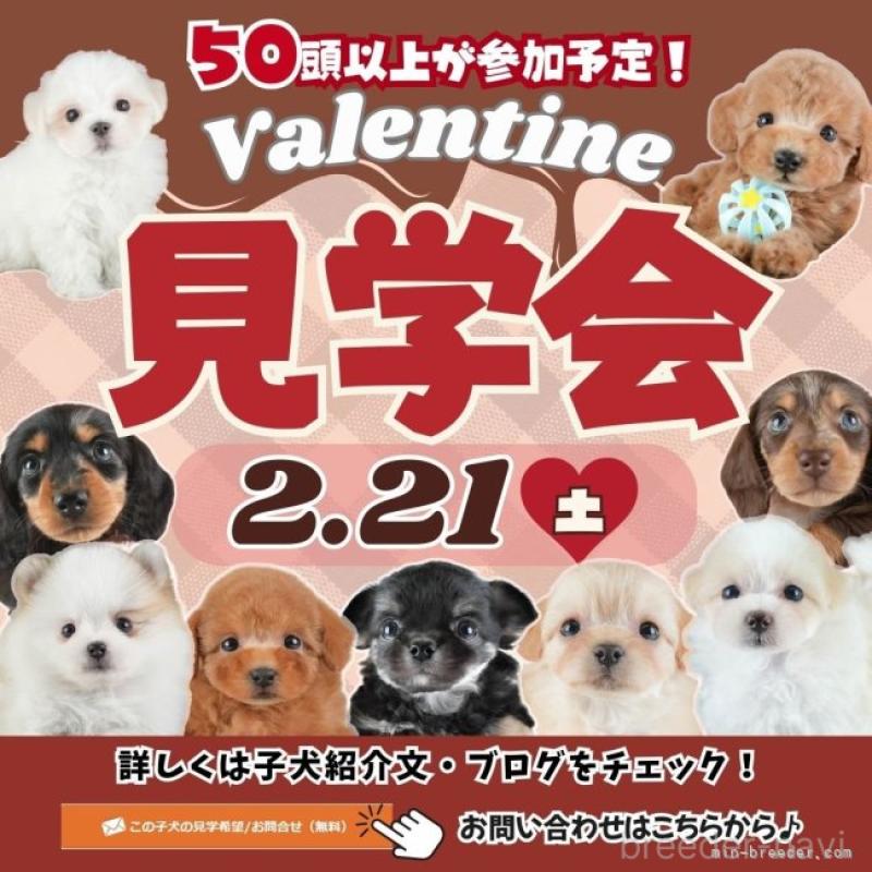 販売中の埼玉県のカニンヘンダックスフンド(ロングヘアード)-446749の16枚目