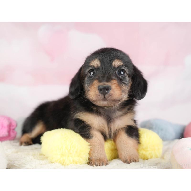 販売中の埼玉県のカニンヘンダックスフンド(ロングヘアード)-446749の11枚目