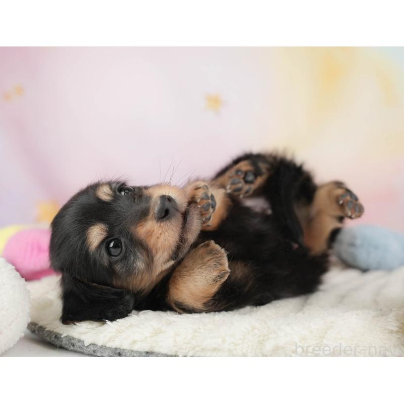 販売中の埼玉県のカニンヘンダックスフンド(ロングヘアード)-446749の9枚目