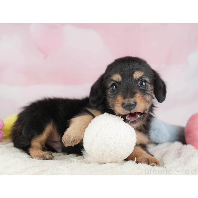 販売中の埼玉県のカニンヘンダックスフンド(ロングヘアード)-446749の7枚目