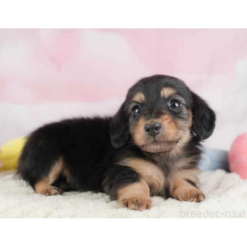 販売中の埼玉県のカニンヘンダックスフンド(ロングヘアード)-446749の6枚目