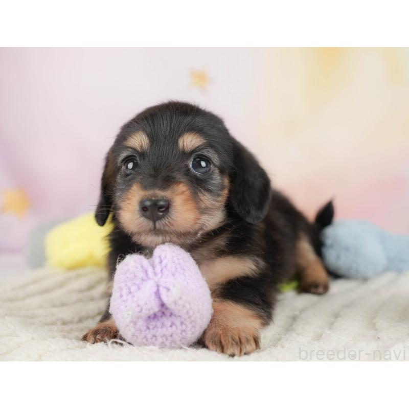 販売中の埼玉県のカニンヘンダックスフンド(ロングヘアード)-446749の5枚目