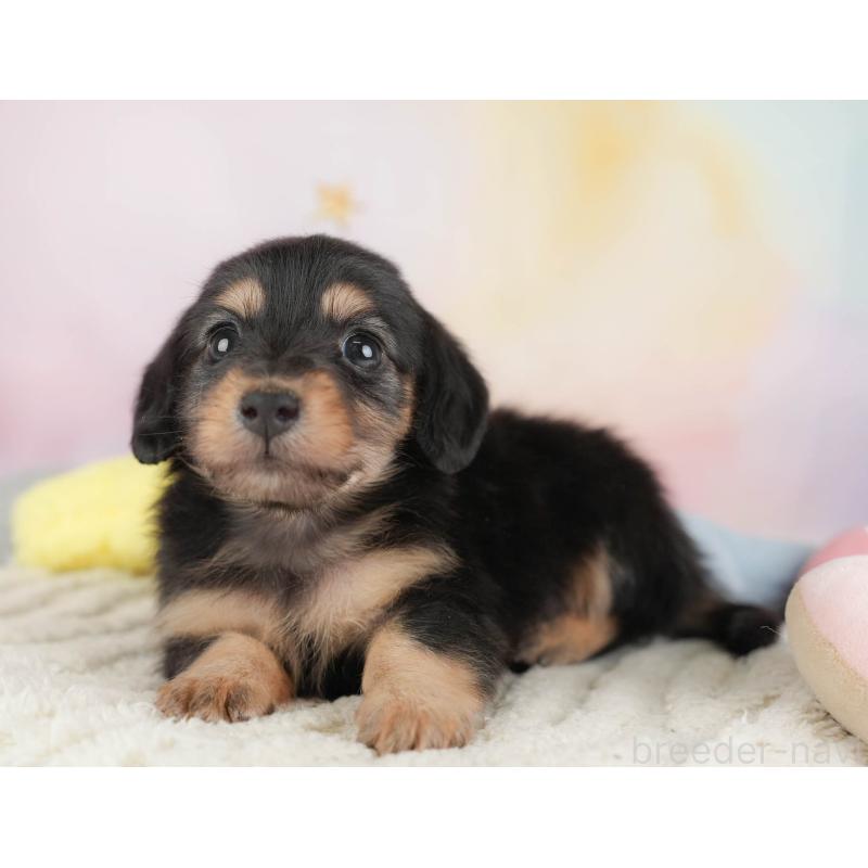 販売中の埼玉県のカニンヘンダックスフンド(ロングヘアード)-446749の4枚目