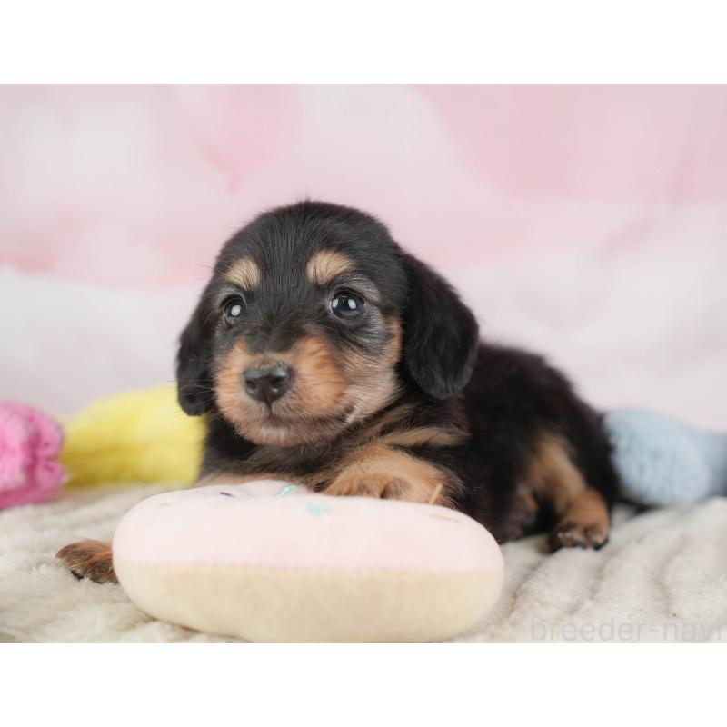 販売中の埼玉県のカニンヘンダックスフンド(ロングヘアード)-446749の3枚目