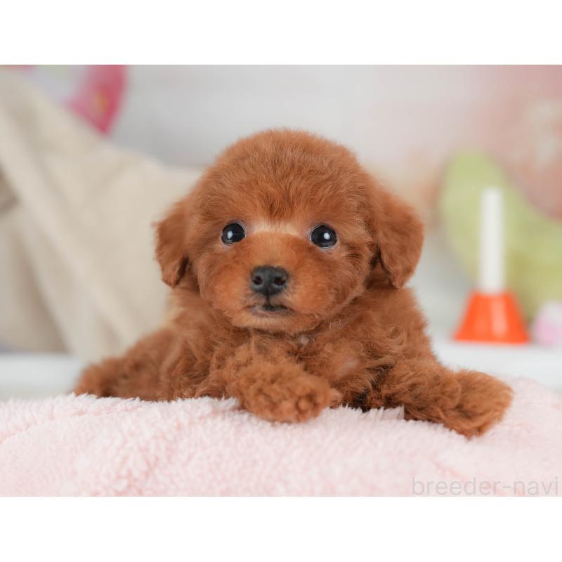 販売中の栃木県のタイニープードル-446702