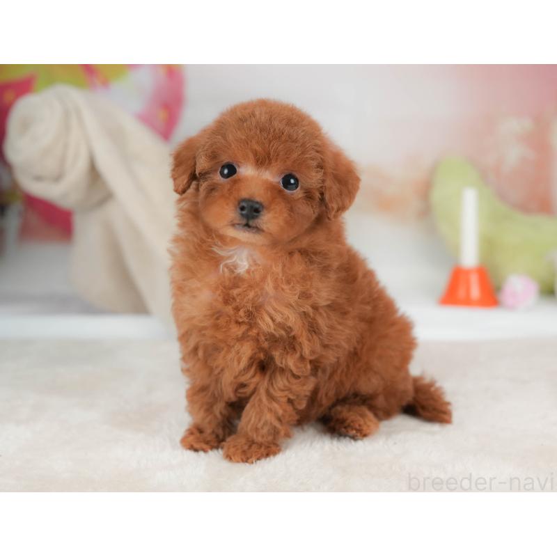 販売中の栃木県のタイニープードル-446702の12枚目