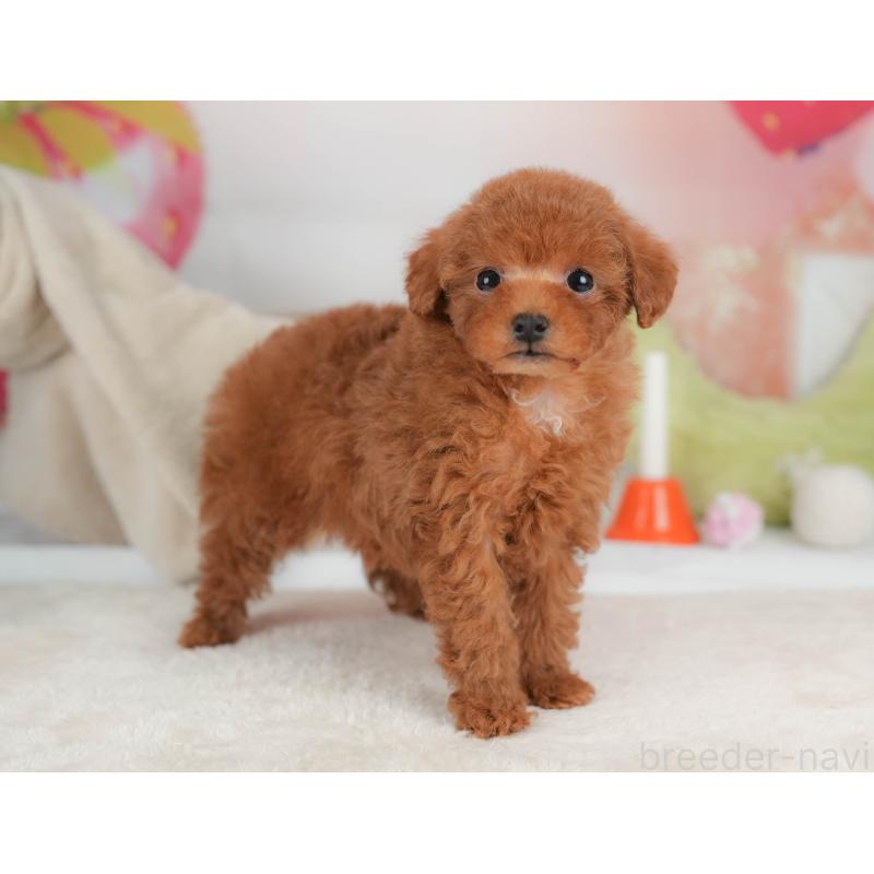 販売中の栃木県のタイニープードル-446702の11枚目