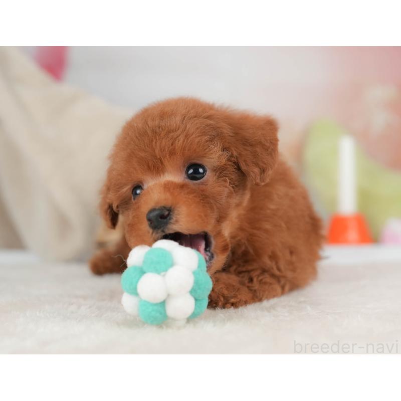 販売中の栃木県のタイニープードル-446702の10枚目