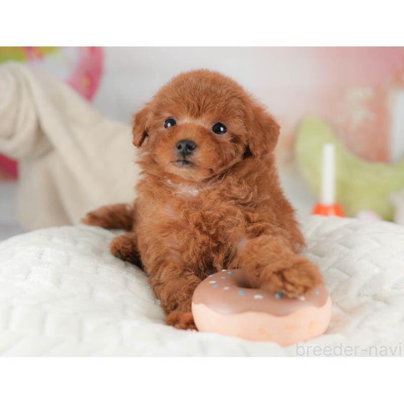 販売中の栃木県のタイニープードル-446702の9枚目