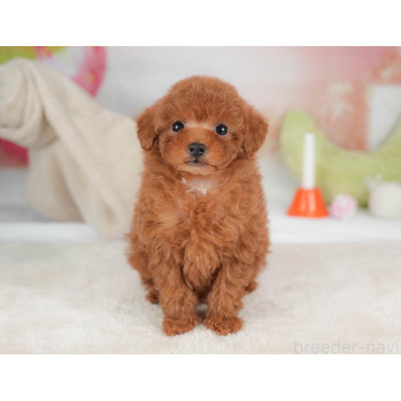 販売中の栃木県のタイニープードル-446702の8枚目