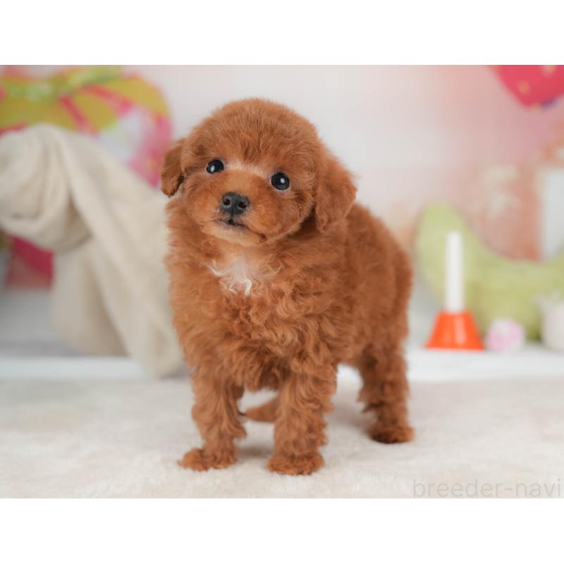 販売中の栃木県のタイニープードル-446702の7枚目