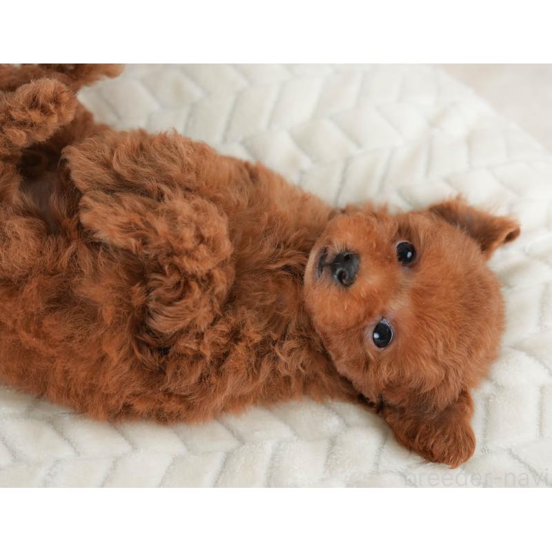 販売中の栃木県のタイニープードル-446702の4枚目