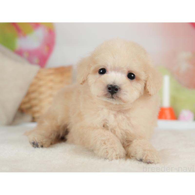 販売中の栃木県のトイプードル-446648