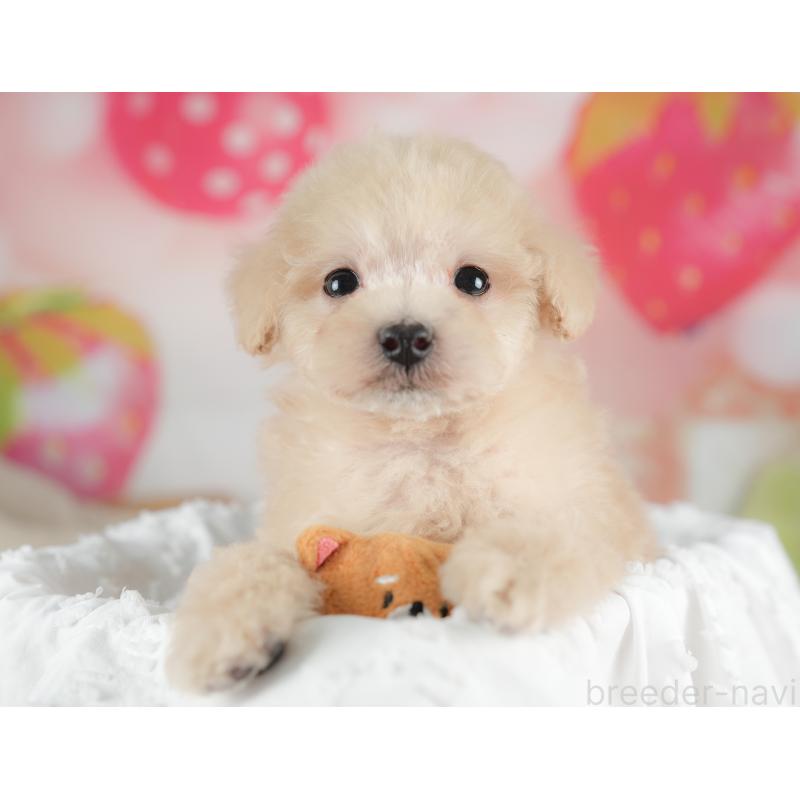 販売中の栃木県のトイプードル-446648の12枚目