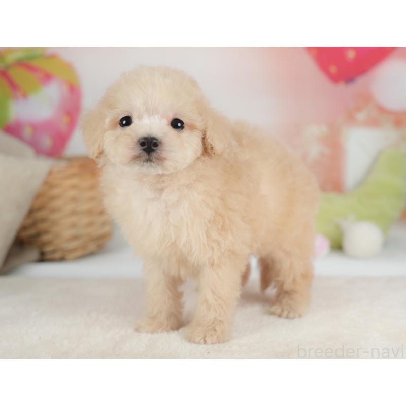 販売中の栃木県のトイプードル-446648の11枚目