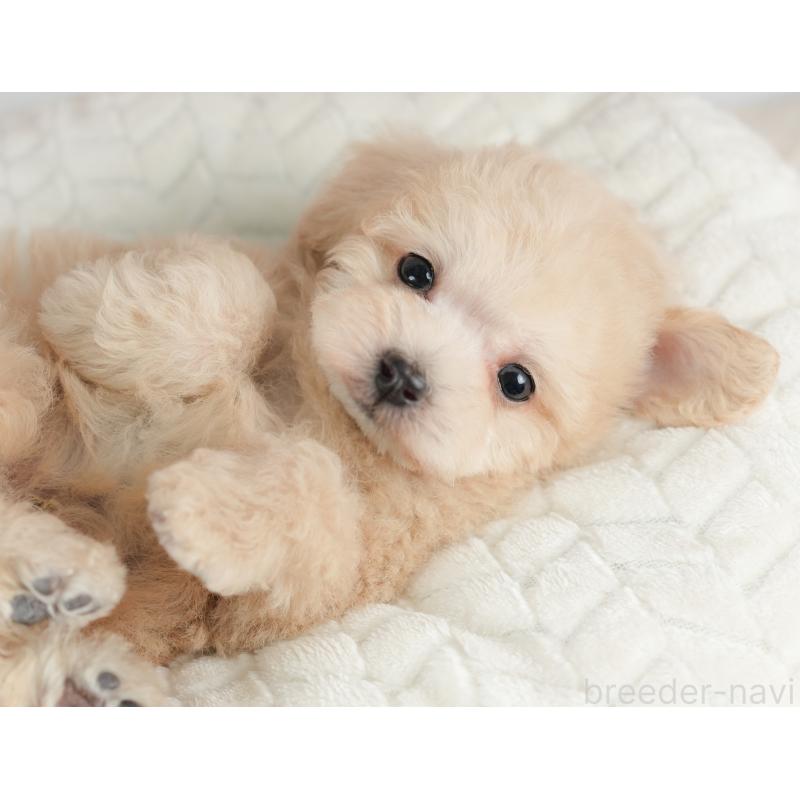 販売中の栃木県のトイプードル-446648の10枚目