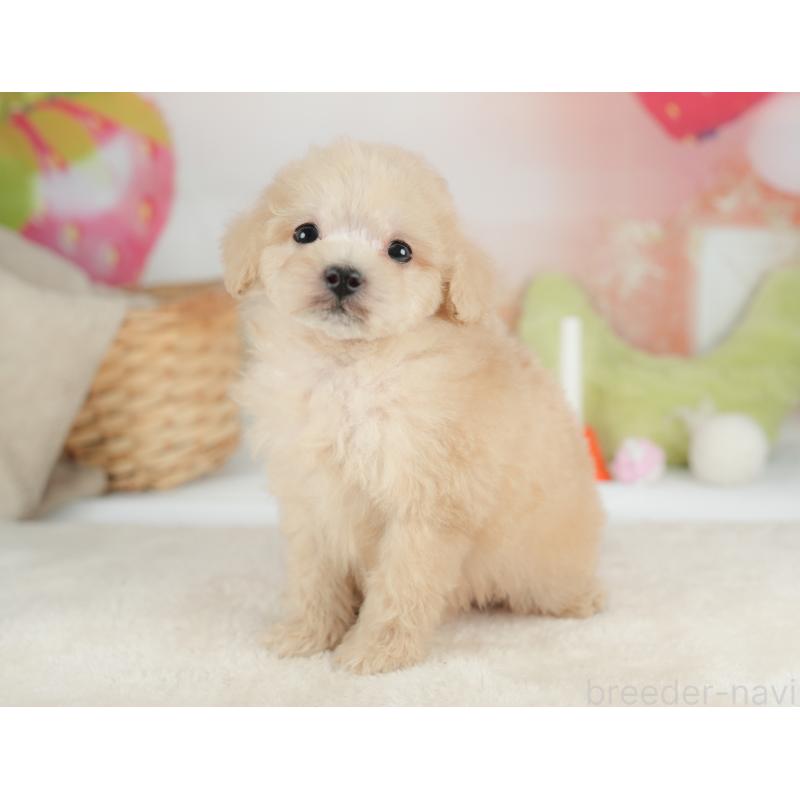 販売中の栃木県のトイプードル-446648の9枚目