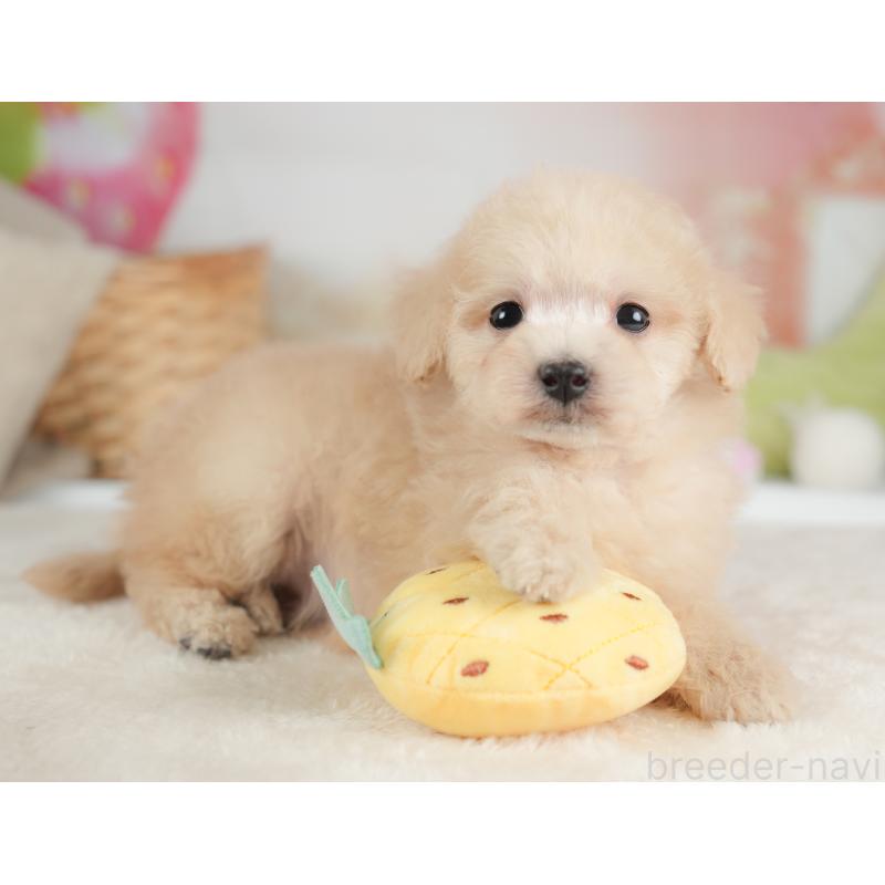 販売中の栃木県のトイプードル-446648の7枚目