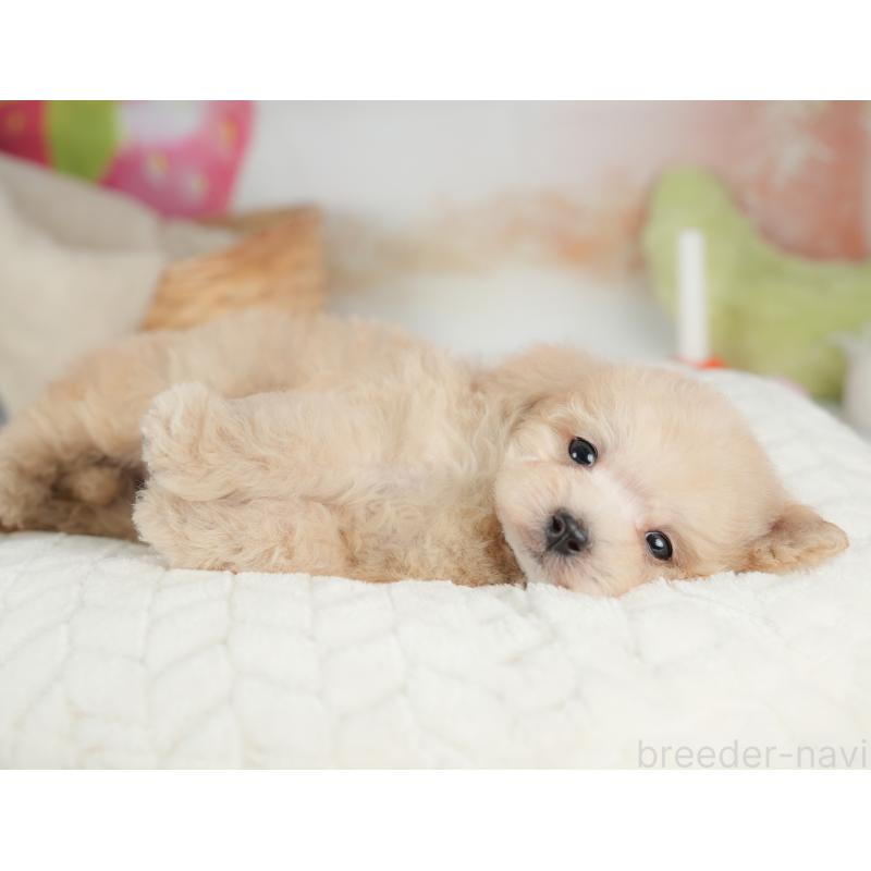 販売中の栃木県のトイプードル-446648の6枚目
