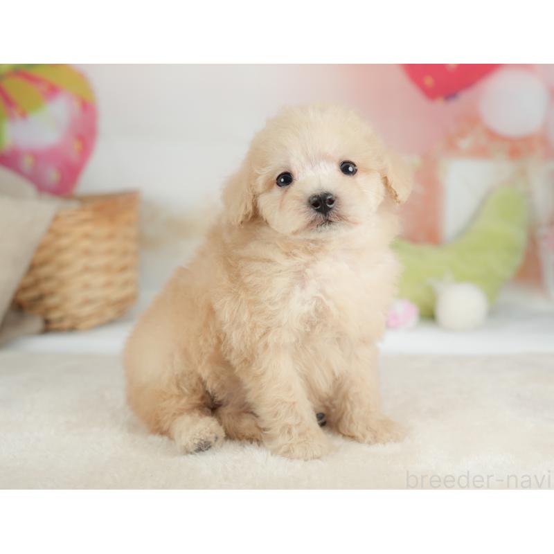 販売中の栃木県のトイプードル-446648の5枚目