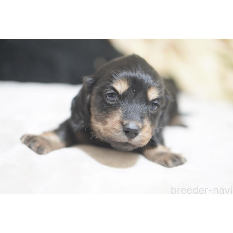 販売中の滋賀県のカニンヘンダックスフンド(ロングヘアード)-446360の8枚目