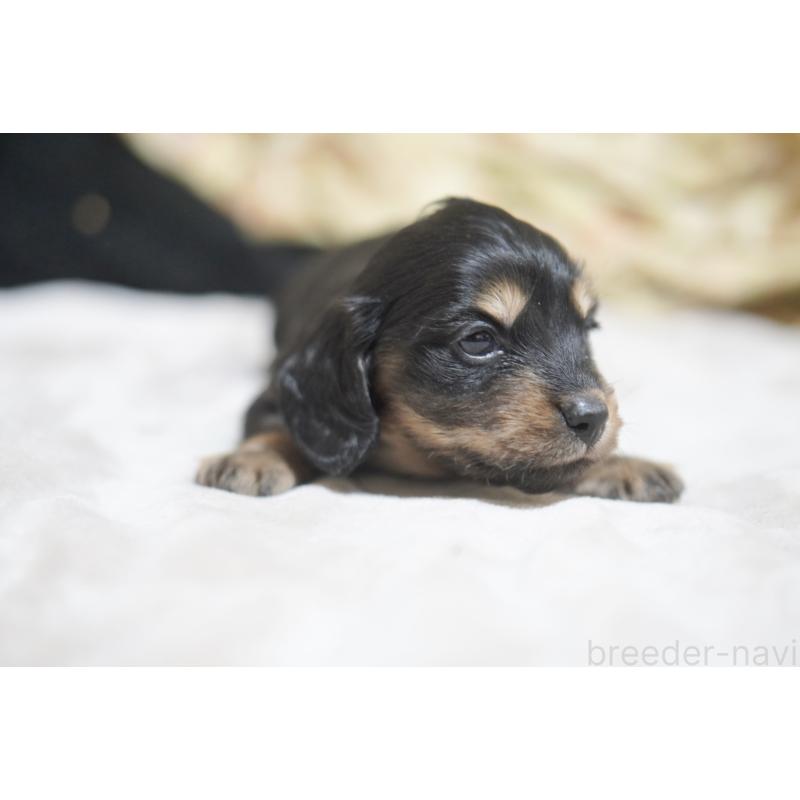 販売中の滋賀県のカニンヘンダックスフンド(ロングヘアード)-446360の7枚目