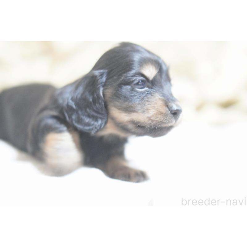 販売中の滋賀県のカニンヘンダックスフンド(ロングヘアード)-446360の6枚目