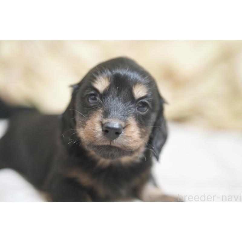 販売中の滋賀県のカニンヘンダックスフンド(ロングヘアード)-446360の5枚目