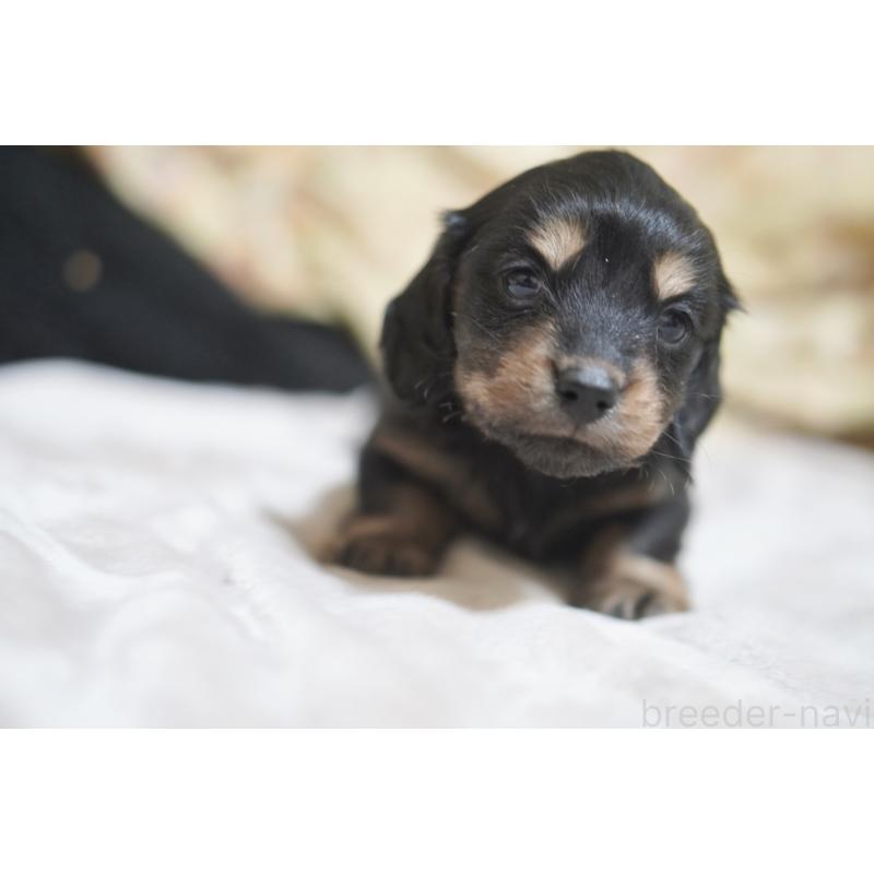 販売中の滋賀県のカニンヘンダックスフンド(ロングヘアード)-446360の4枚目