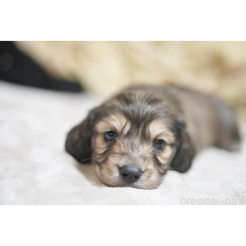 販売中の滋賀県のカニンヘンダックスフンド(ロングヘアード)-446361