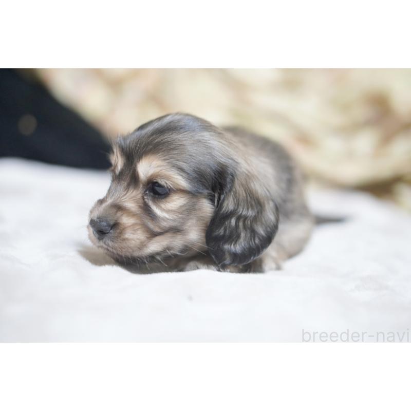 販売中の滋賀県のカニンヘンダックスフンド(ロングヘアード)-446361の13枚目