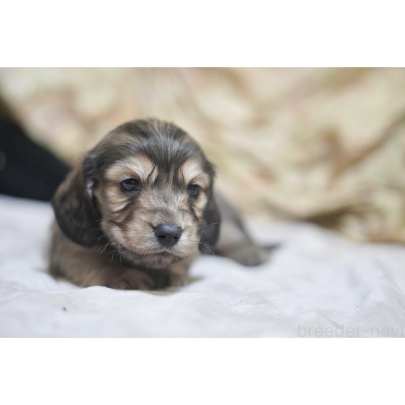 販売中の滋賀県のカニンヘンダックスフンド(ロングヘアード)-446361の12枚目