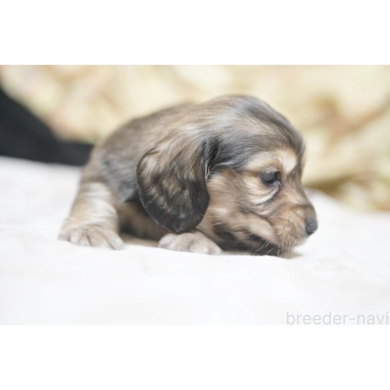 販売中の滋賀県のカニンヘンダックスフンド(ロングヘアード)-446361の11枚目