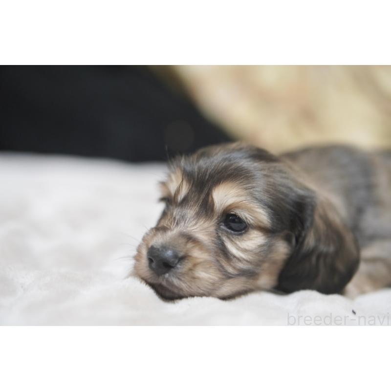 販売中の滋賀県のカニンヘンダックスフンド(ロングヘアード)-446361の10枚目