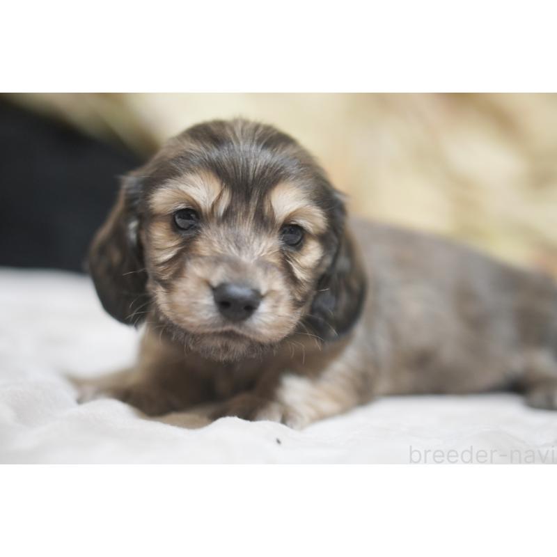 販売中の滋賀県のカニンヘンダックスフンド(ロングヘアード)-446361の9枚目