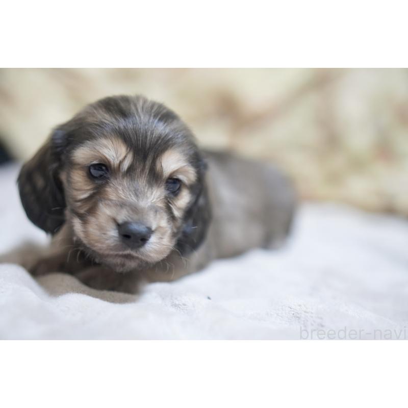 販売中の滋賀県のカニンヘンダックスフンド(ロングヘアード)-446361の7枚目