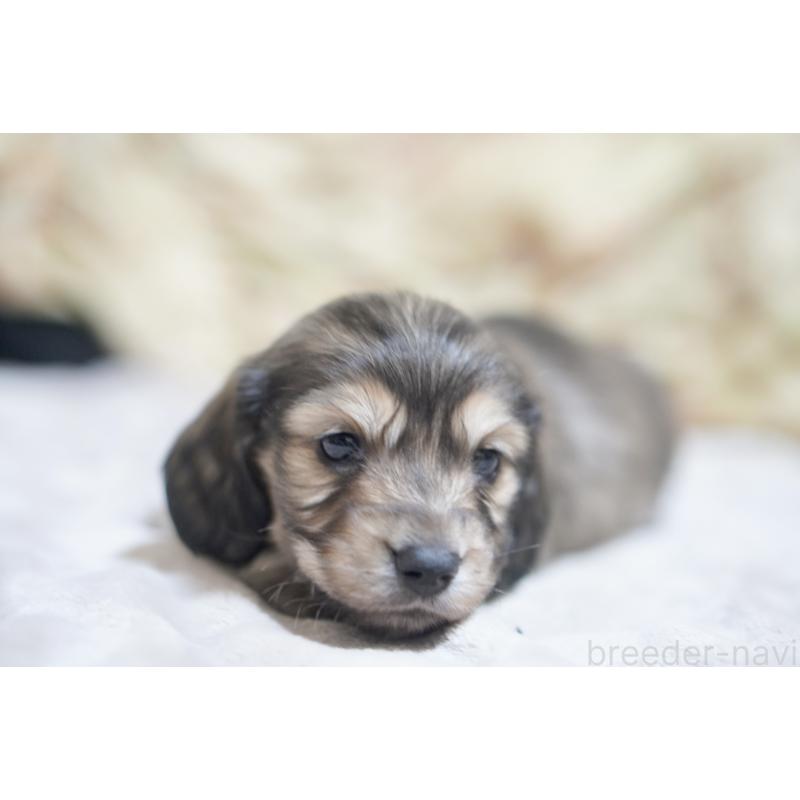 販売中の滋賀県のカニンヘンダックスフンド(ロングヘアード)-446361の6枚目