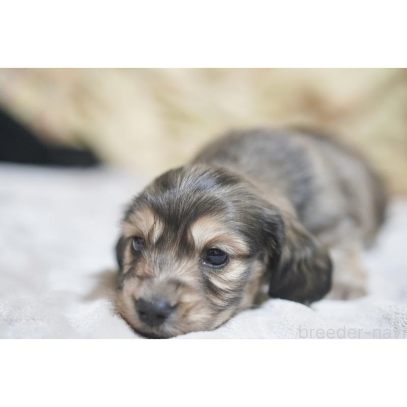 販売中の滋賀県のカニンヘンダックスフンド(ロングヘアード)-446361の5枚目