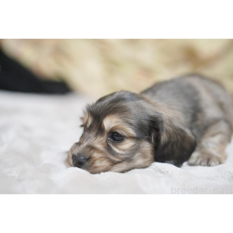 販売中の滋賀県のカニンヘンダックスフンド(ロングヘアード)-446361の4枚目