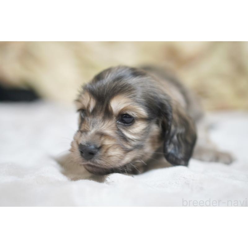 販売中の滋賀県のカニンヘンダックスフンド(ロングヘアード)-446361の3枚目