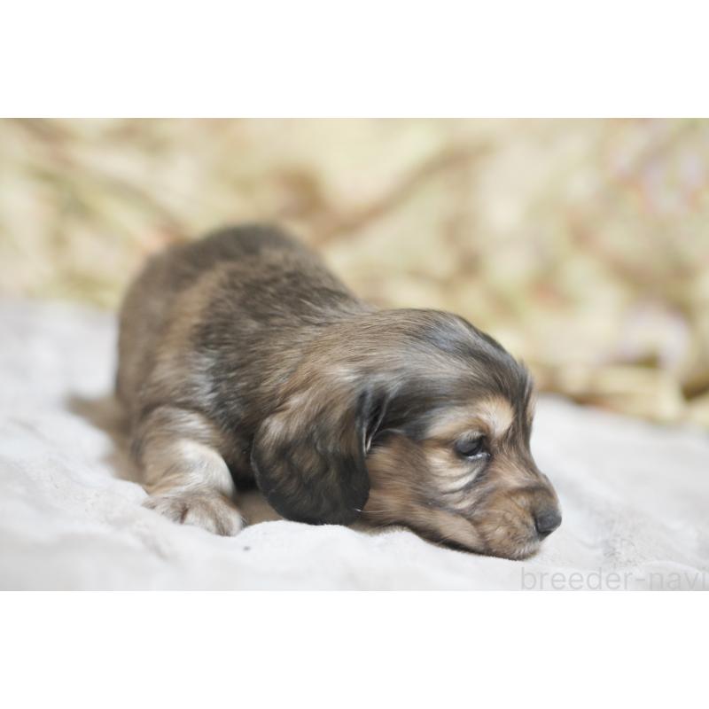 販売中の滋賀県のカニンヘンダックスフンド(ロングヘアード)-446361の2枚目