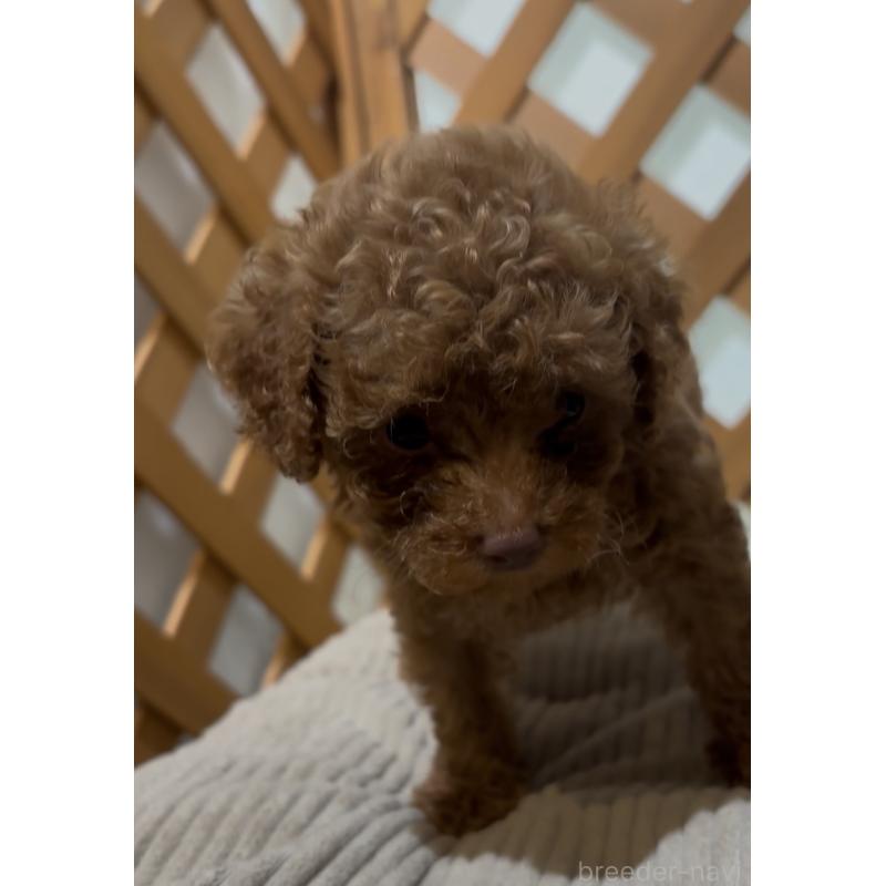 販売中の沖縄県のトイプードル-446362の7枚目