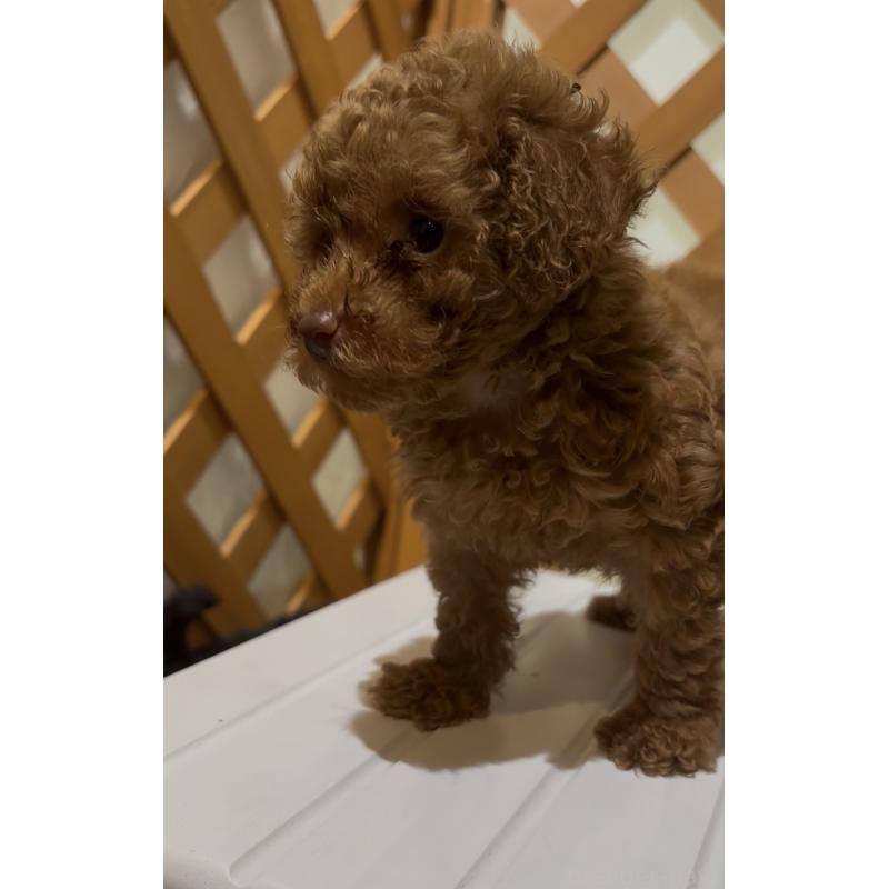 販売中の沖縄県のトイプードル-446362の6枚目