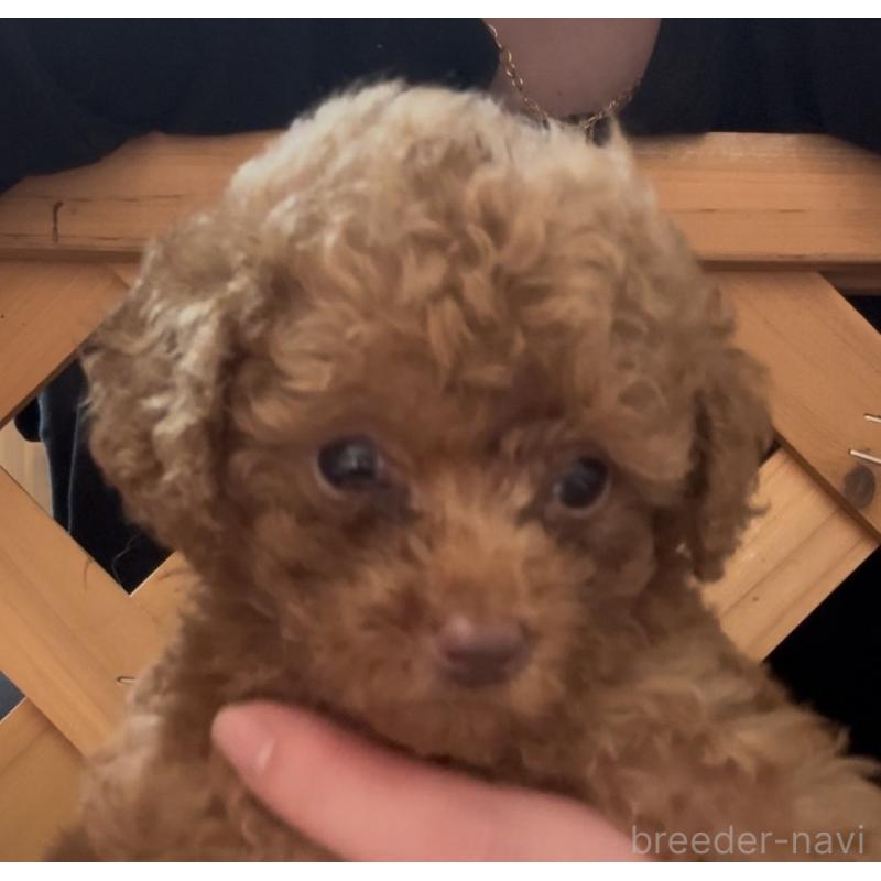 販売中の沖縄県のトイプードル-446362の4枚目